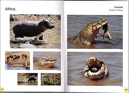 Africa, Crocodile, Krokodil, Kenya