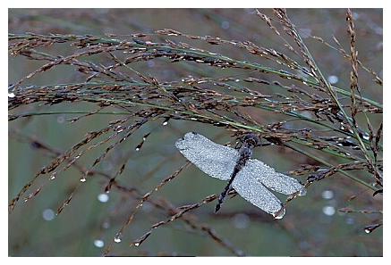../Images/dragonfly01.jpg