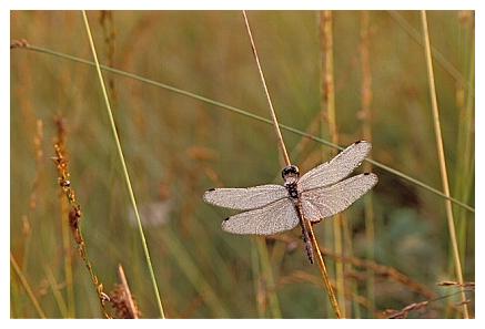 ../Images/dragonfly04.jpg