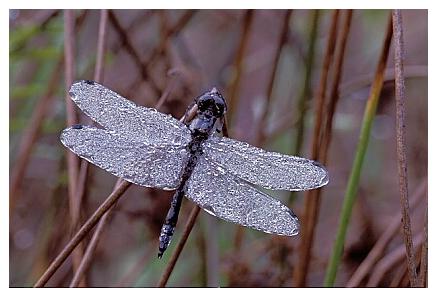 ../Images/dragonfly05.jpg