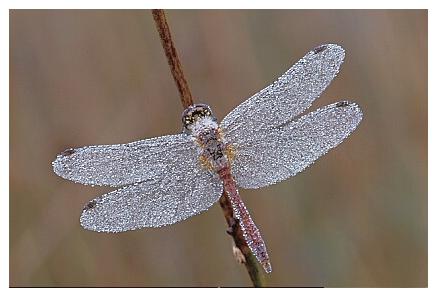 ../Images/dragonfly06.jpg