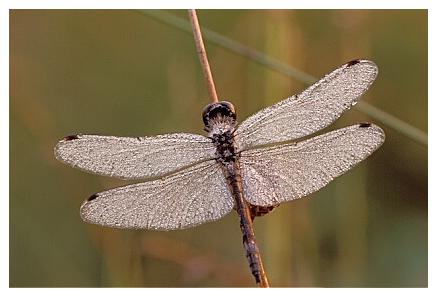../Images/dragonfly07.jpg