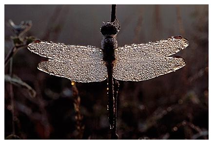 ../Images/dragonfly08.jpg