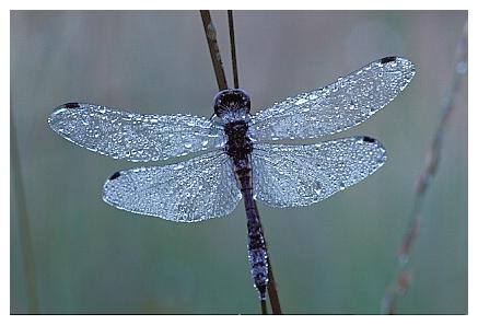 ../Images/dragonfly09.jpg