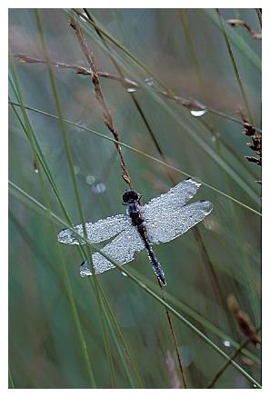 ../Images/dragonfly13.jpg