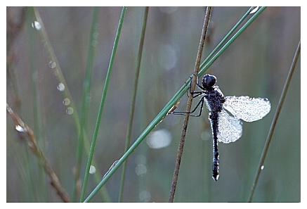 ../Images/dragonfly14.jpg