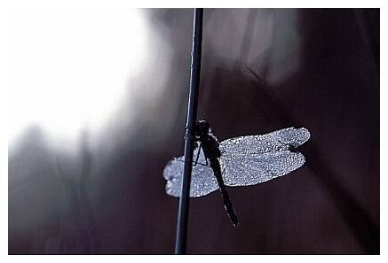 ../Images/dragonfly15.jpg
