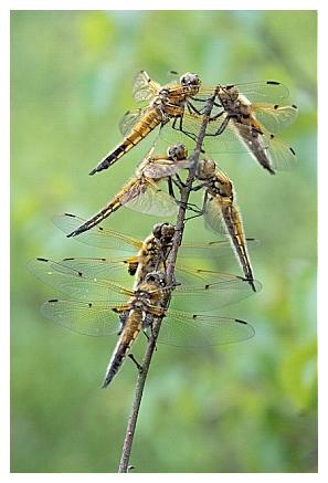 ../Images/dragonfly17.jpg