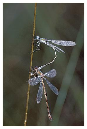 ../Images/dragonfly18.jpg