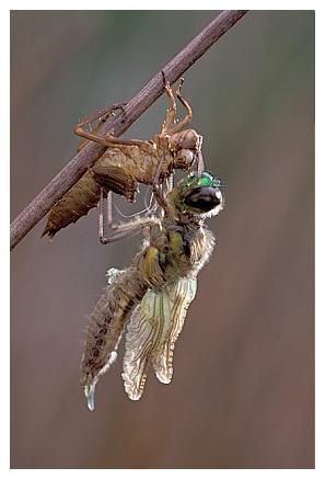 ../Images/dragonfly20.jpg