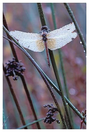 ../Images/dragonfly23.jpg
