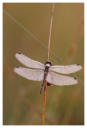../Images/dragonfly25.jpg