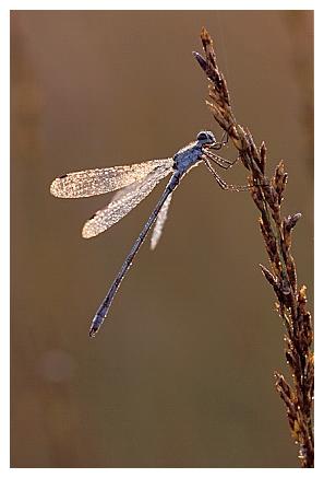 ../Images/dragonfly26.jpg
