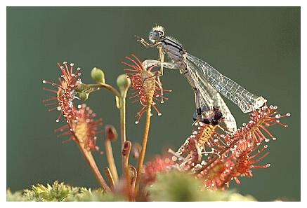 ../Images/dragonfly28.jpg