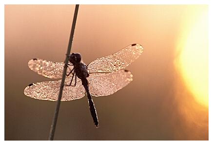 ../Images/dragonfly30.jpg