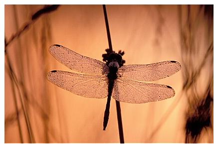 ../Images/dragonfly31.jpg