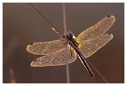 ../Images/dragonfly32.jpg