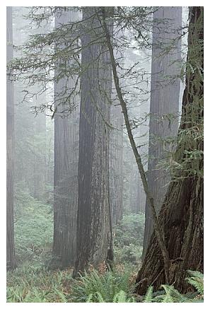 ../Images/gp-redwood08.jpg