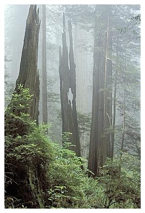 ../Images/gp-redwood09.jpg