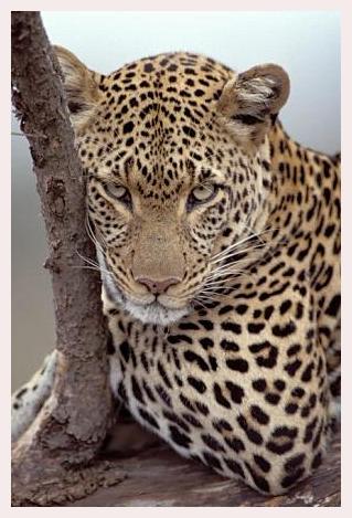 ../Images/leoparden023.jpg