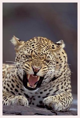 ../Images/leoparden026.jpg