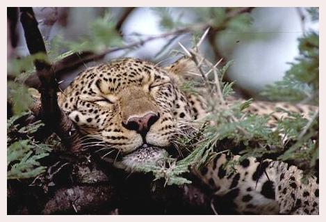 ../Images/leoparden028.jpg