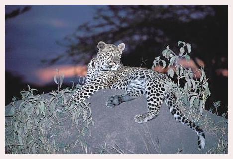 ../Images/leoparden101.jpg