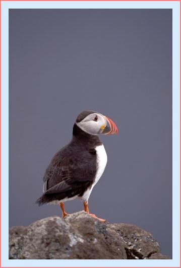 ../Images/puffin19.jpg