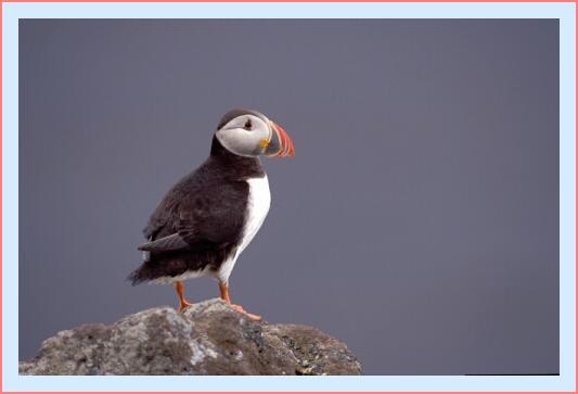 ../Images/puffin20.jpg