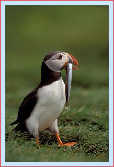 ../Images/puffin34.jpg