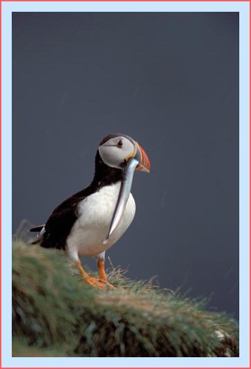 ../Images/puffin39.jpg