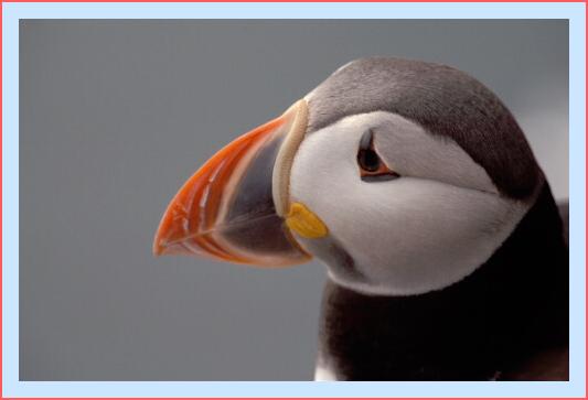 ../Images/puffin46.jpg