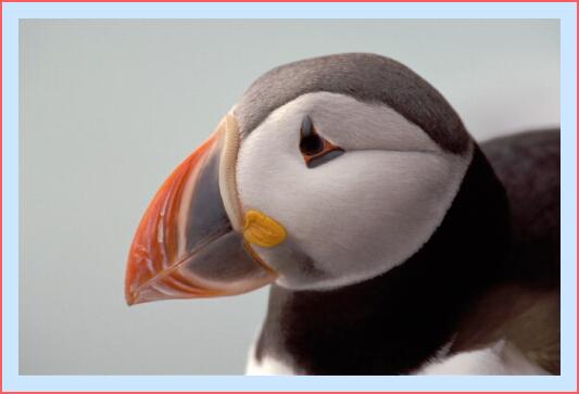../Images/puffin47.jpg