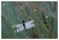 Thumbs/tn_dragonfly02.jpg