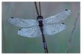 Thumbs/tn_dragonfly09.jpg