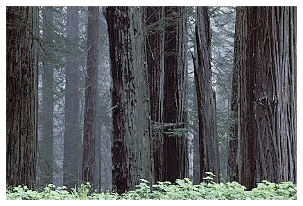 ../Images/gp-redwood07.jpg