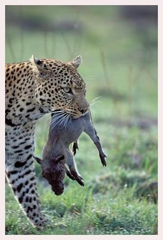../Images/leoparden012.jpg